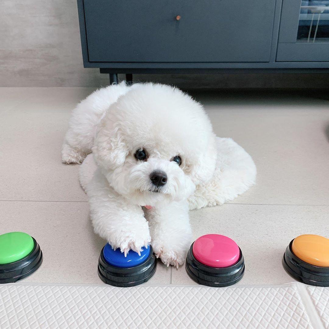 犬　おしゃべりボタン　ワンちゃん録音ボタン　トイレトレーニング　トレーニングベル　おやつベル　NewButtonTalk UPGRADE