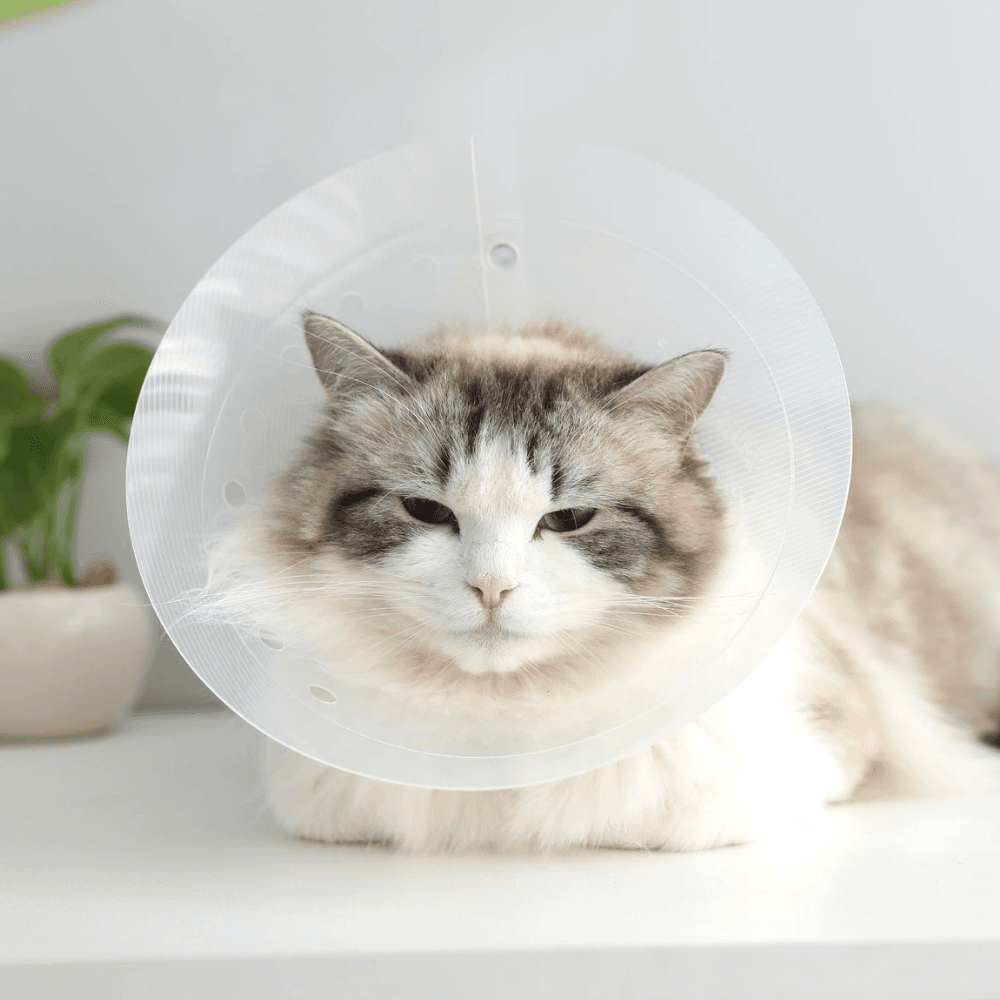 猫用エリザベスカラー 犬用エリザベスカラー 動物病院用 プラスチック漏斗 超軽量 首保護具 避妊・去勢術用 XS (7.5cm)