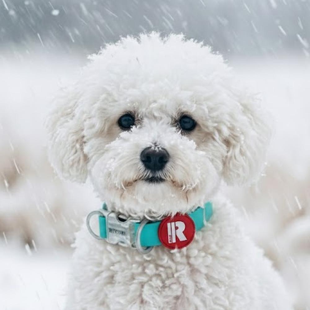 リトリ 犬用リード 軽量 防水リード ブルミントミックス ミーインキン 2XS