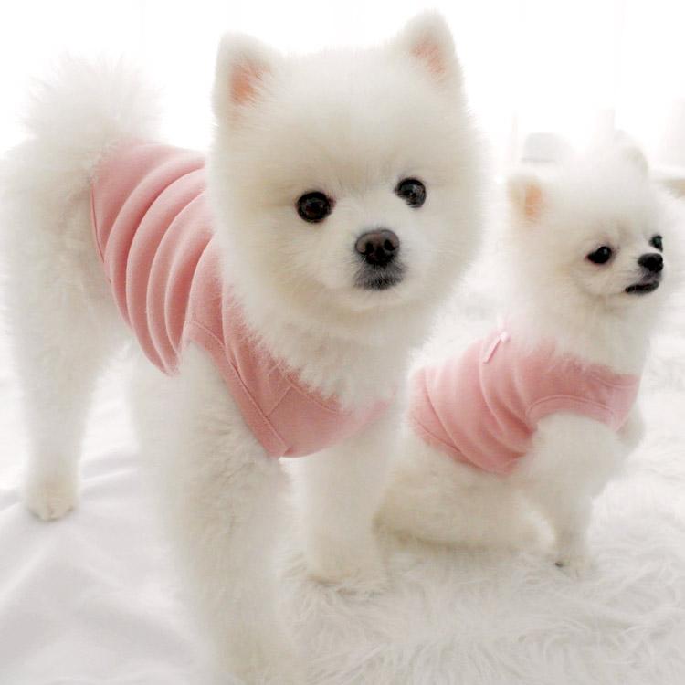 犬服・サマータンクトップ XS