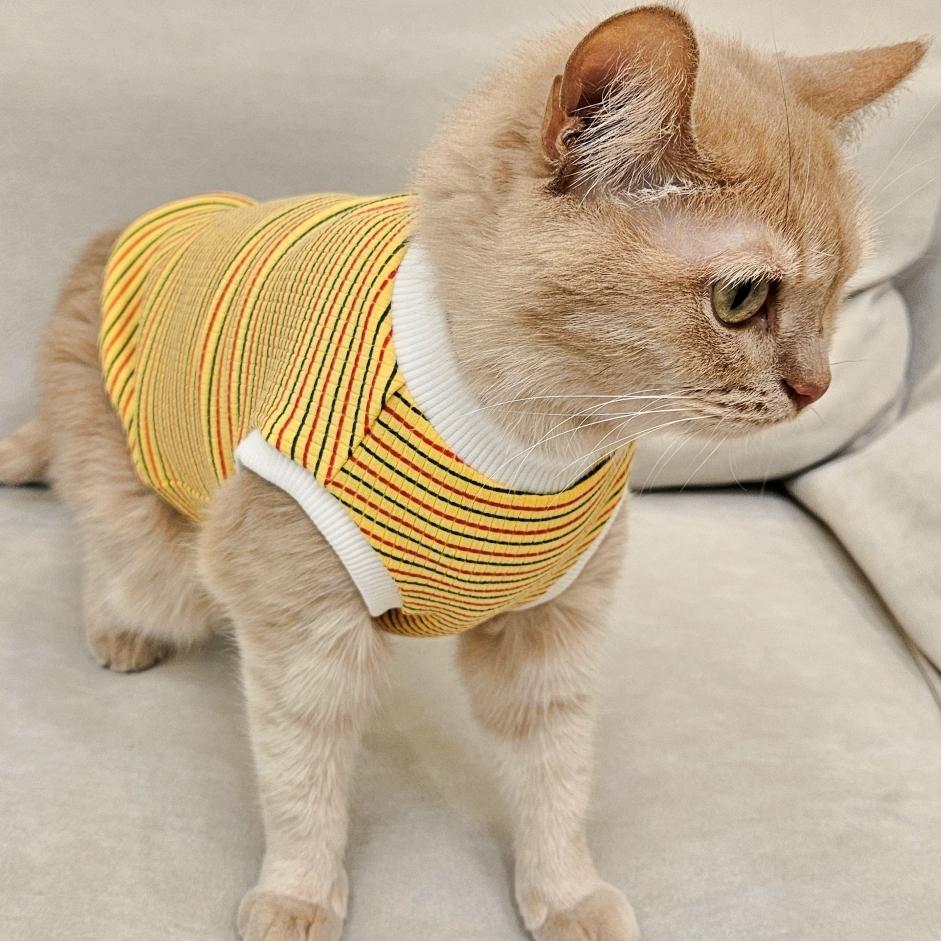 アリキャット 猫用服 四季 タンク トップ ゴルジ Tシャツ 着丈選択 ストライプ