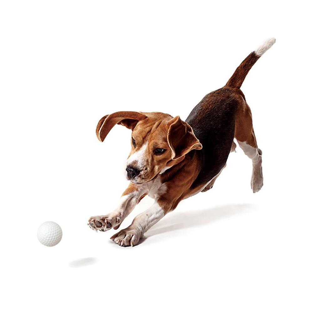NEW 専用ボール発売 犬ボール遊びおもちゃ ドギーボール 専用ボール 3個入