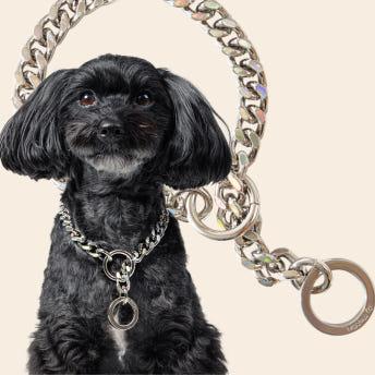 펫다 ホログラム犬用首輪 リード 認識票 ネームタグ 名入れ カスタム製作