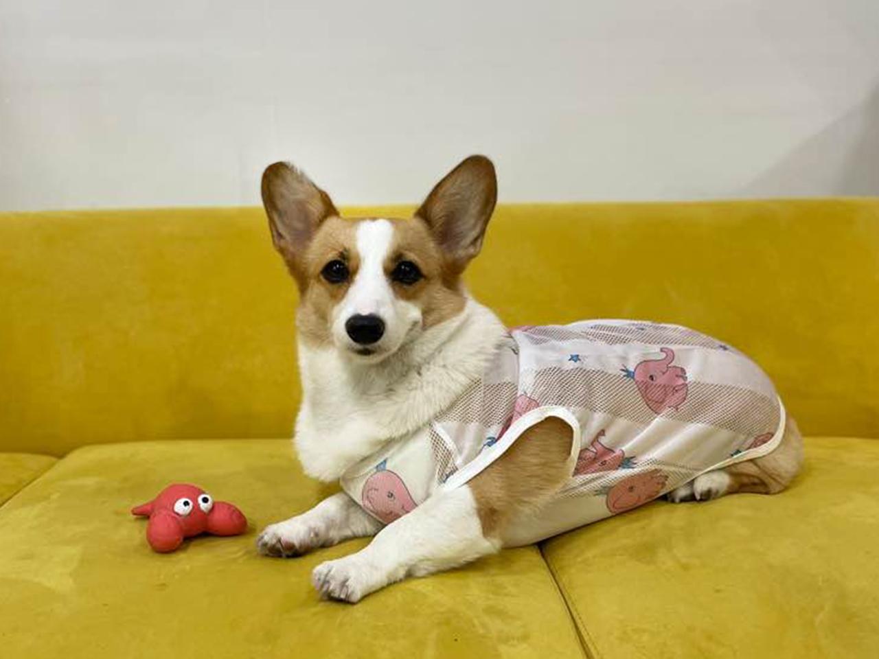 ハニースニー 中型犬 メッシュ クールタンクトップ ピンクエレファント L 柴犬 夏服
