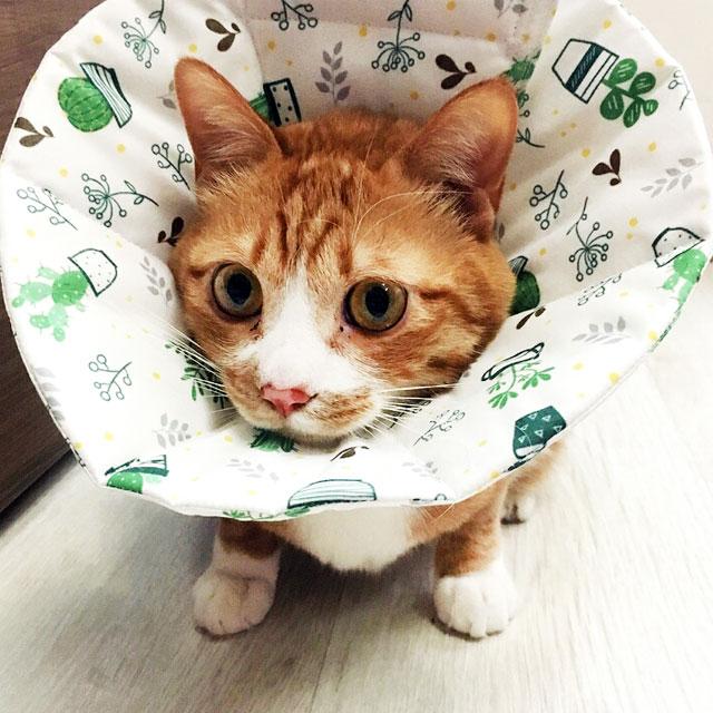 防水猫用エリザベスカラー 軽量でしっかり 독캣맘 俺だけのオアシス XS