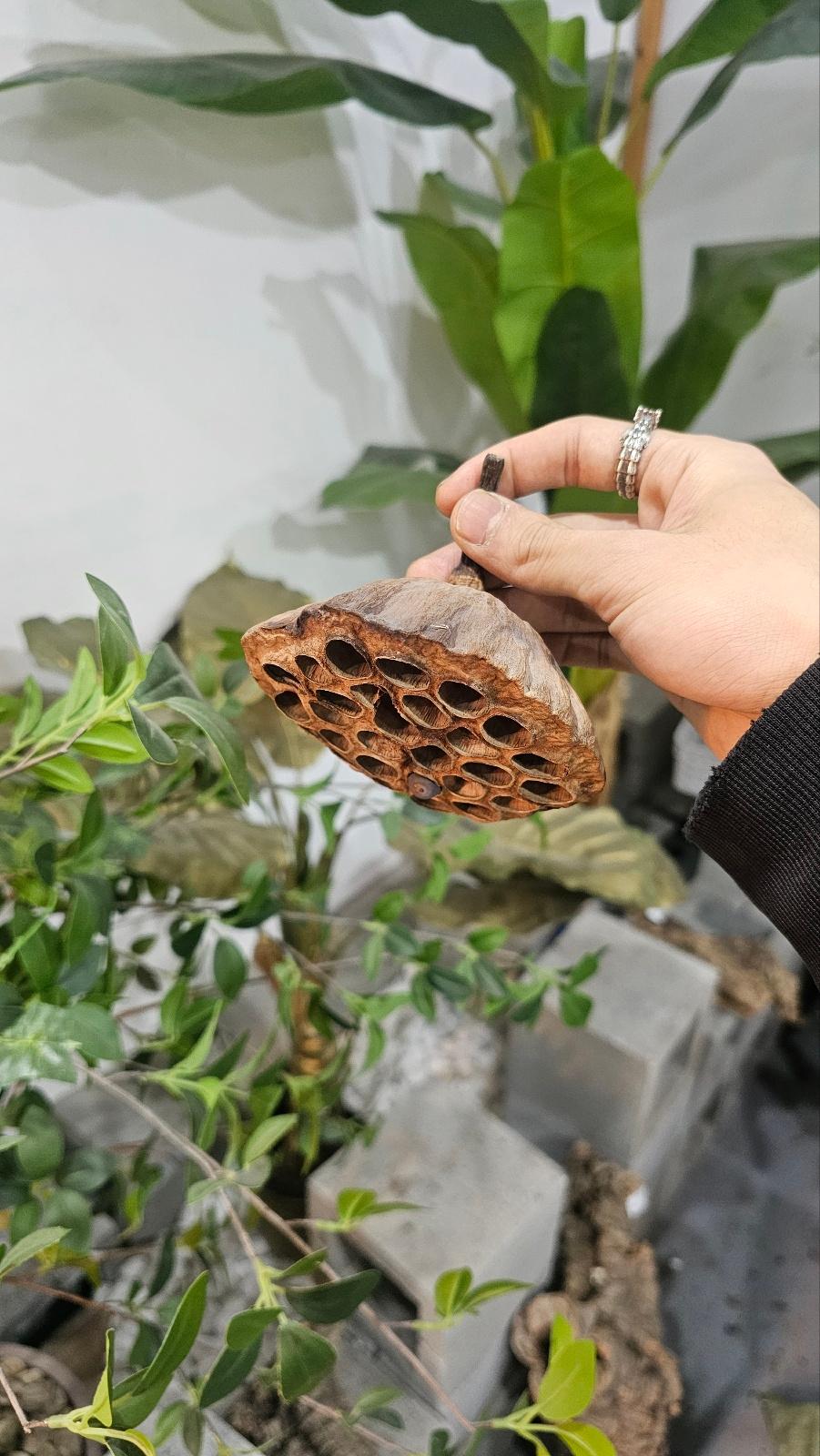 エンジャバン / 完全検疫 ダンゴムシ シェルター エサ 用品 コオロギ 飼育 セット 昆虫 飼育 分解生物