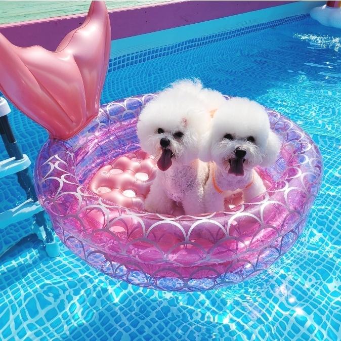 Rich Dogs 犬用チューブ ペットチューブ 水遊び 水泳 マーメイドチューブ