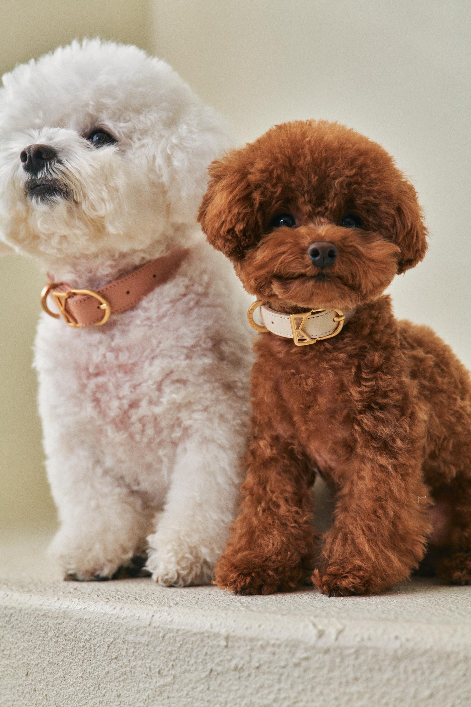 CAN.DOG マカロン 天然革 犬用首輪
