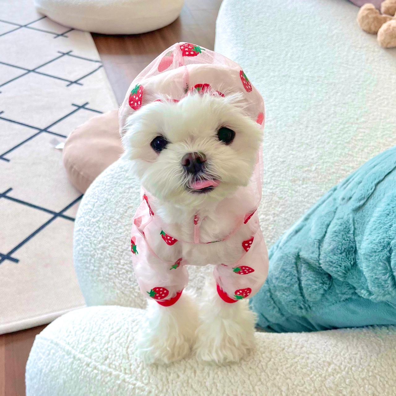 犬用 害虫防止服 オールインワン モスキートネット バグガード 虫 ダニ防止 夏用メッシュ いちご S