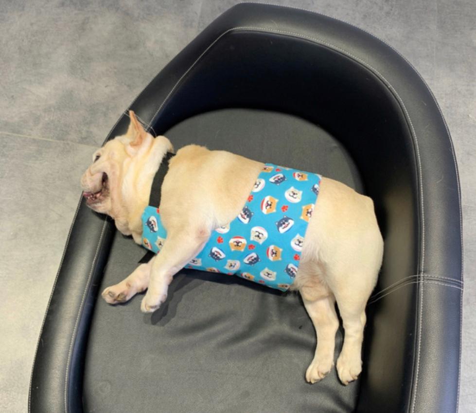 Toto's Dog Cat アイスパック クールベスト クールウェア クールTシャツ フレンチブルドッグ服 中型犬 TO-60