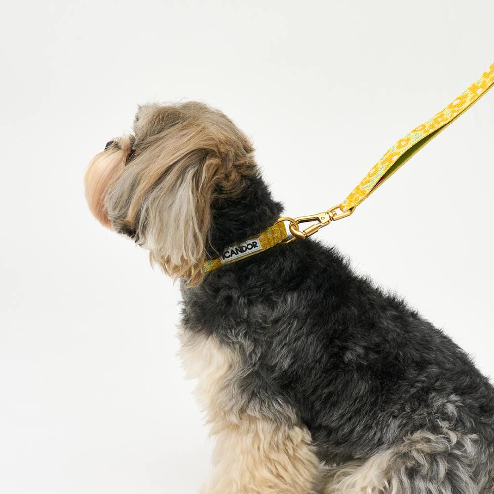iCanDo xs 젠틀칼라 小型犬 首輪