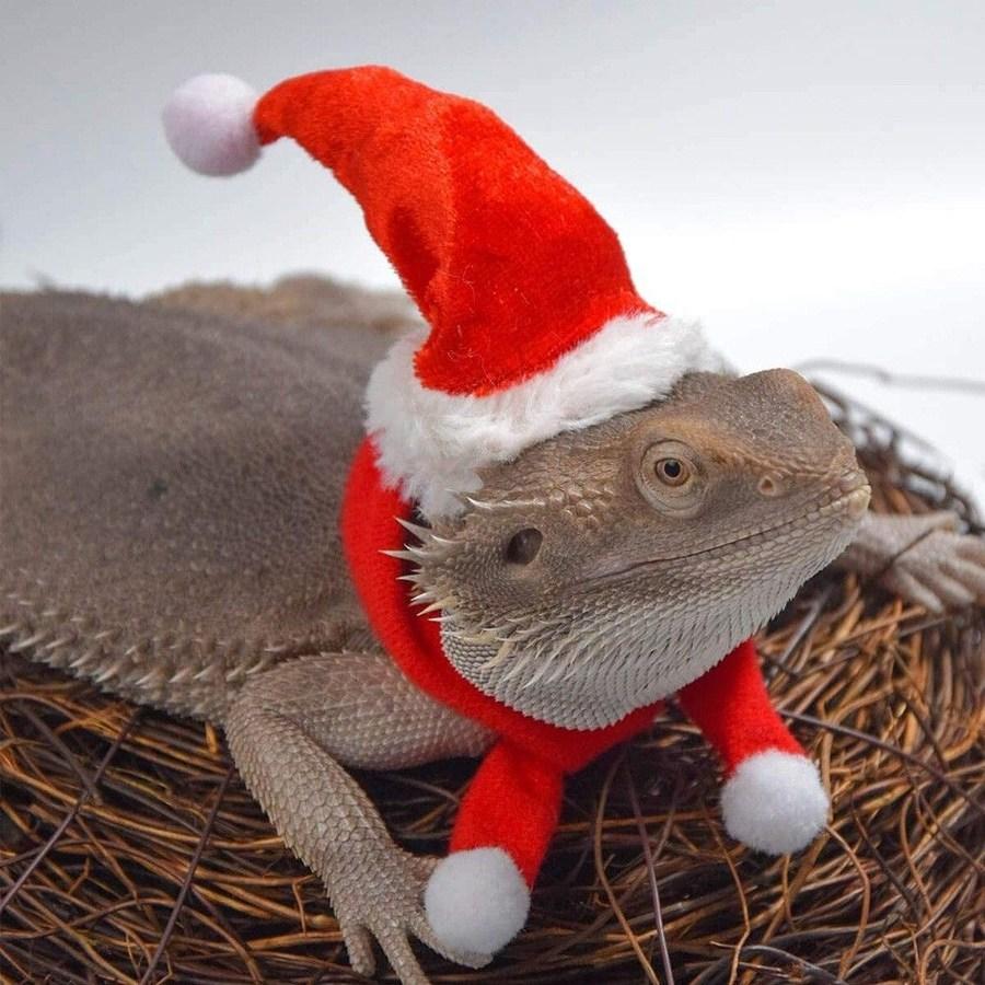 トカゲ飼育 トカゲ服 クリスマス帽子 装飾セット ヘッドスカーフ 衣装 01.帽子 + スカーフ