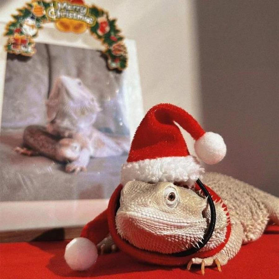 トカゲ、ヘビ、ドラゴン、小型動物の衣装用トカゲ クリスマス帽子とスカーフ 2点セット
