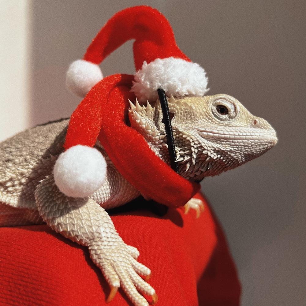 トカゲ飼育 トカゲ服 クリスマス 服 セット 帽子 マフラー 頭飾り