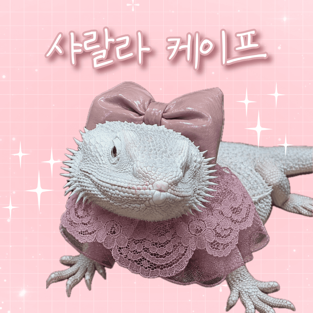ビアーディドラゴン トカゲ服 爬虫類服 シャララ ケープ 짱부띠끄 帽子