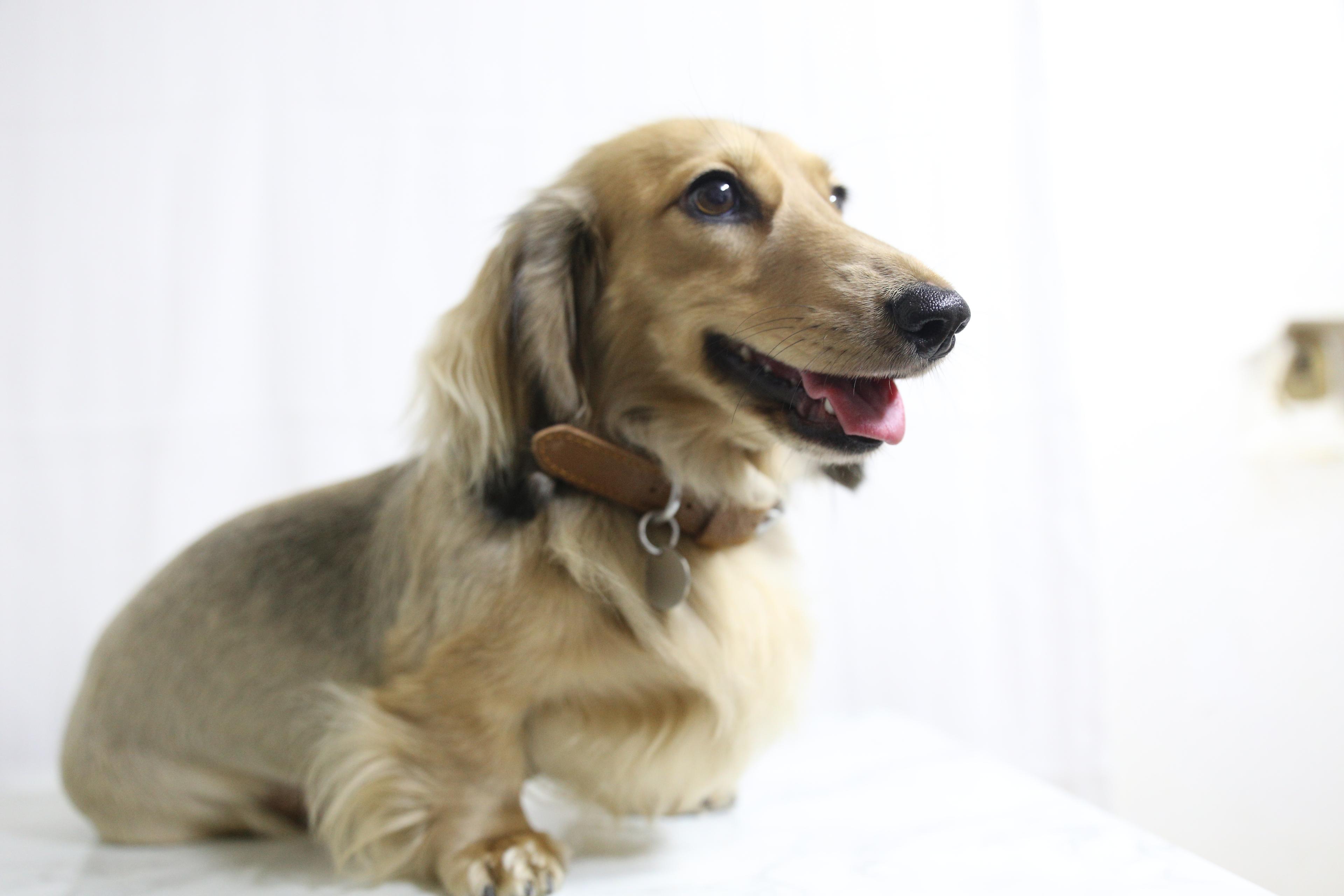 クラシック インド製 本革 犬用リード＆ネームタグ 中型犬・大型犬用