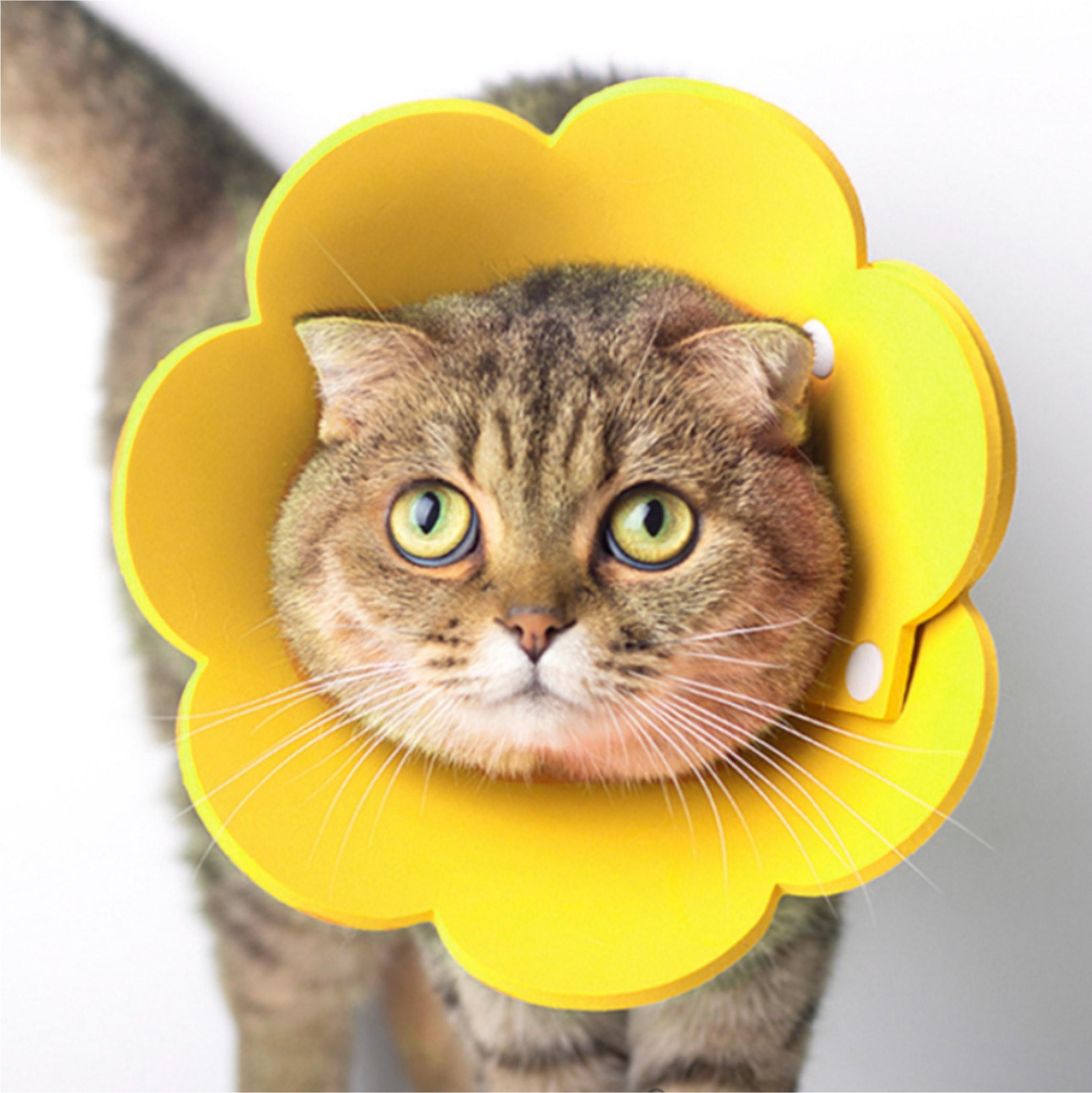 猫用 ネックカラー 去勢手術 エリザベスカラー 超軽量