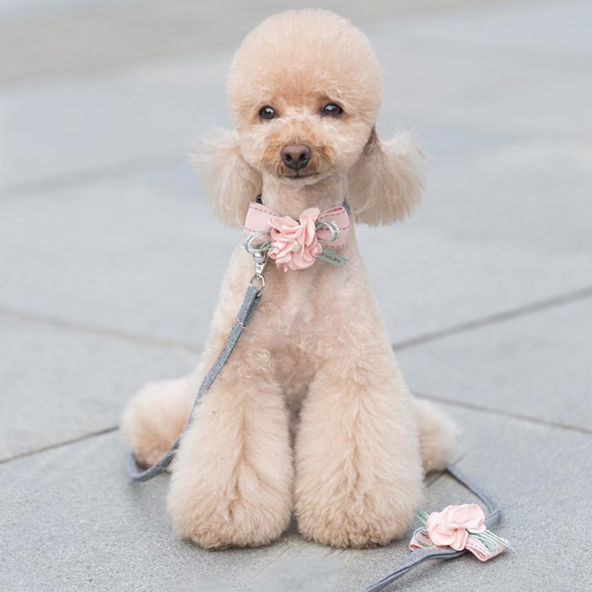 예쁜 강아지 목줄 소형견 고양이 초소형견 푸들 포메라니안 아기 새끼 강아지 목줄 세트