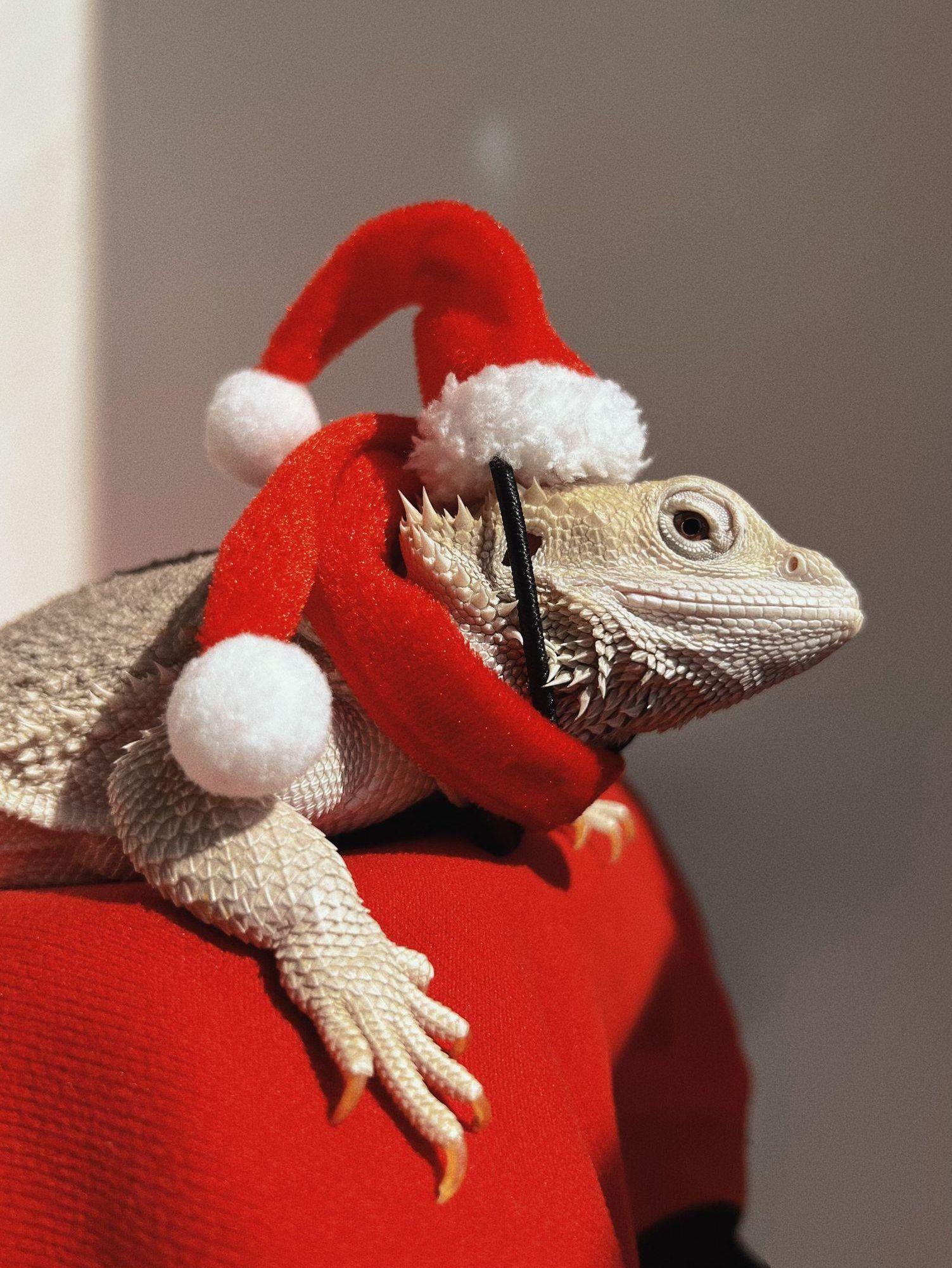 トカゲ用マフラートラクションロープセット クリスマス帽子 服 爬虫類 クリスマスセット