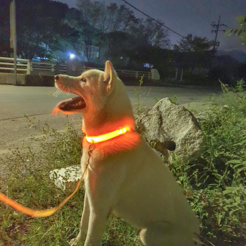 강아지 led 야광 목줄 팬던트 리트리버 시바견 새끼강아지 밤산책목줄